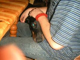 obr�zek: pict0042.jpg; rozli�en�: 266 � 200 px; velikost 13 kb;