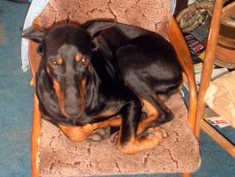 obr�zek: pict0001.jpg; rozli�en�: 266 � 200 px; velikost 13 kb;