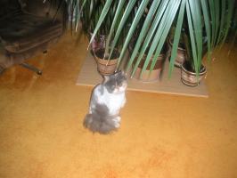obr�zek: pict0006.jpg; rozli�en�: 266 � 200 px; velikost 9 kb;