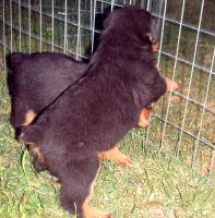 obr�zek: pict0003.jpg; rozli�en�: 197 � 200 px; velikost 12 kb;