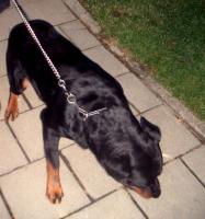 obr�zek: pict0011.jpg; rozli�en�: 187 � 200 px; velikost 8 kb;