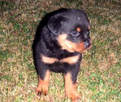 obr�zek: pict0018.jpg; rozli�en�: 238 � 200 px; velikost 16 kb;