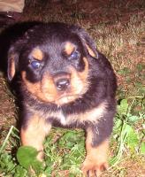 obr�zek: pict0028.jpg; rozli�en�: 164 � 200 px; velikost 11 kb;