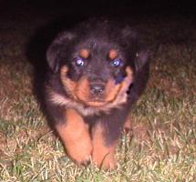 obr�zek: pict0030.jpg; rozli�en�: 215 � 200 px; velikost 10 kb;