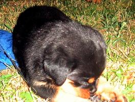 obr�zek: pict0033.jpg; rozli�en�: 264 � 200 px; velikost 18 kb;