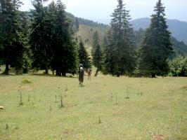 obr�zek: pict0006.jpg; rozli�en�: 266 � 200 px; velikost 11 kb;