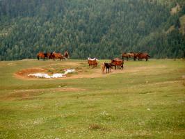 obr�zek: pict0007.jpg; rozli�en�: 266 � 200 px; velikost 11 kb;