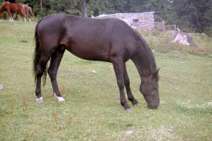 obr�zek: pict0009.jpg; rozli�en�: 299 � 200 px; velikost 13 kb;