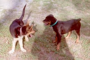 obr�zek: pict0002.jpg; rozli�en�: 300 � 200 px; velikost 15 kb;