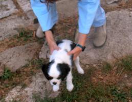 obr�zek: pict0004.jpg; rozli�en�: 258 � 200 px; velikost 11 kb;