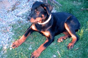 obr�zek: pict0019.jpg; rozli�en�: 299 � 200 px; velikost 19 kb;