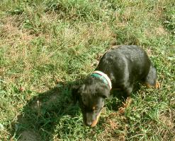 obr�zek: pict0016.jpg; rozli�en�: 247 � 200 px; velikost 19 kb;