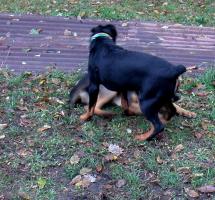 obr�zek: pict0154.jpg; rozli�en�: 215 � 200 px; velikost 14 kb;