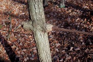 obr�zek: pict0049.jpg; rozli�en�: 300 � 200 px; velikost 22 kb;