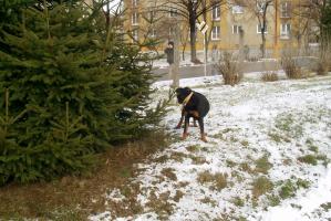 obr�zek: p1200010.jpg; rozli�en�: 299 � 200 px; velikost 17 kb;