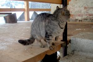 obr�zek: pict0016.jpg; rozli�en�: 299 � 200 px; velikost 12 kb;
