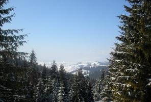 obr�zek: pict0011.jpg; rozli�en�: 296 � 200 px; velikost 13 kb;