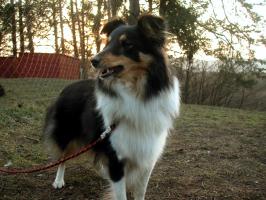 obr�zek: pict0010.jpg; rozli�en�: 266 � 200 px; velikost 14 kb;