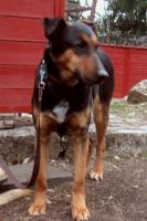 obr�zek: pict0013.jpg; rozli�en�: 133 � 200 px; velikost 7 kb;