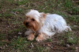 obr�zek: pict0008.jpg; rozli�en�: 300 � 200 px; velikost 17 kb;