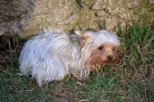 obr�zek: pict0017.jpg; rozli�en�: 300 � 200 px; velikost 17 kb;