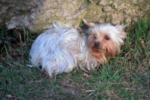 obr�zek: pict0018.jpg; rozli�en�: 300 � 200 px; velikost 17 kb;