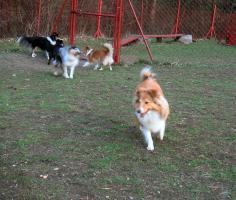 obr�zek: pict0029.jpg; rozli�en�: 236 � 200 px; velikost 11 kb;