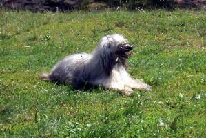 obr�zek: pict0013.jpg; rozli�en�: 299 � 200 px; velikost 18 kb;