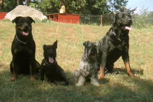 obr�zek: pict0010.jpg; rozli�en�: 300 � 200 px; velikost 15 kb;