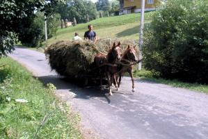 obr�zek: pict0019.jpg; rozli�en�: 299 � 200 px; velikost 16 kb;