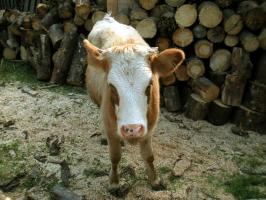 obr�zek: pict0015.jpg; rozli�en�: 266 � 200 px; velikost 14 kb;