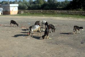 obr�zek: pict0032.jpg; rozli�en�: 299 � 200 px; velikost 13 kb;