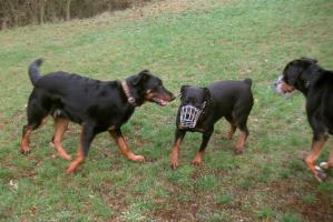 obr�zek: pict0008.jpg; rozli�en�: 299 � 200 px; velikost 13 kb;