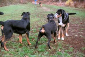 obr�zek: pict0011.jpg; rozli�en�: 300 � 200 px; velikost 15 kb;
