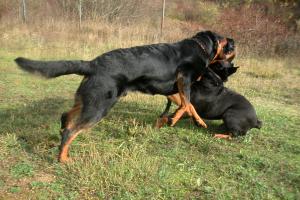obr�zek: pict0014.jpg; rozli�en�: 300 � 200 px; velikost 16 kb;