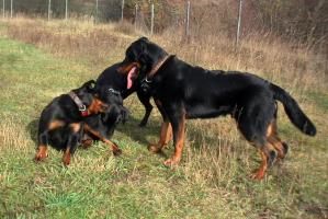obr�zek: pict0017.jpg; rozli�en�: 299 � 200 px; velikost 16 kb;