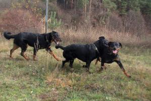 obr�zek: pict0018.jpg; rozli�en�: 299 � 200 px; velikost 14 kb;
