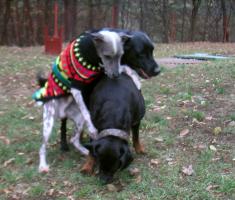 obr�zek: pict0014.jpg; rozli�en�: 235 � 200 px; velikost 12 kb;