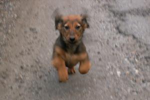 obr�zek: pict0005.jpg; rozli�en�: 300 � 200 px; velikost 9 kb;