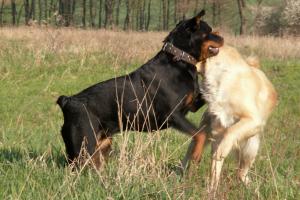 obr�zek: pict0012.jpg; rozli�en�: 300 � 200 px; velikost 15 kb;