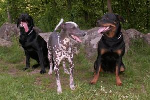 obr�zek: pict0004.jpg; rozli�en�: 300 � 200 px; velikost 15 kb;