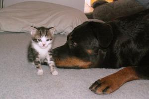 obr�zek: pict0009.jpg; rozli�en�: 300 � 200 px; velikost 9 kb;