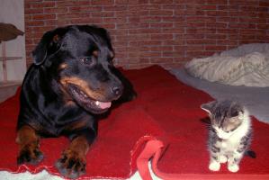 obr�zek: pict0012.jpg; rozli�en�: 299 � 200 px; velikost 11 kb;
