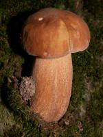 obr�zek: pict0005.jpg; rozli�en�: 150 � 200 px; velikost 7 kb;