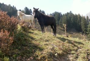 obr�zek: pict0009.jpg; rozli�en�: 296 � 200 px; velikost 15 kb;