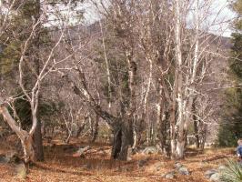 obr�zek: pict0020.jpg; rozli�en�: 266 � 200 px; velikost 18 kb;