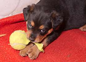 obr�zek: imgp0609.jpg; rozli�en�: 277 � 200 px; velikost 30 kb;