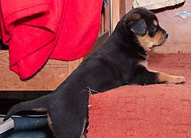 obr�zek: imgp0777.jpg; rozli�en�: 277 � 200 px; velikost 31 kb;