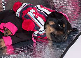 obr�zek: imgp0855.jpg; rozli�en�: 277 � 200 px; velikost 38 kb;