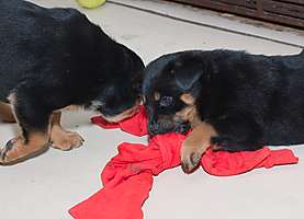obr�zek: imgp1009.jpg; rozli�en�: 277 � 200 px; velikost 28 kb;